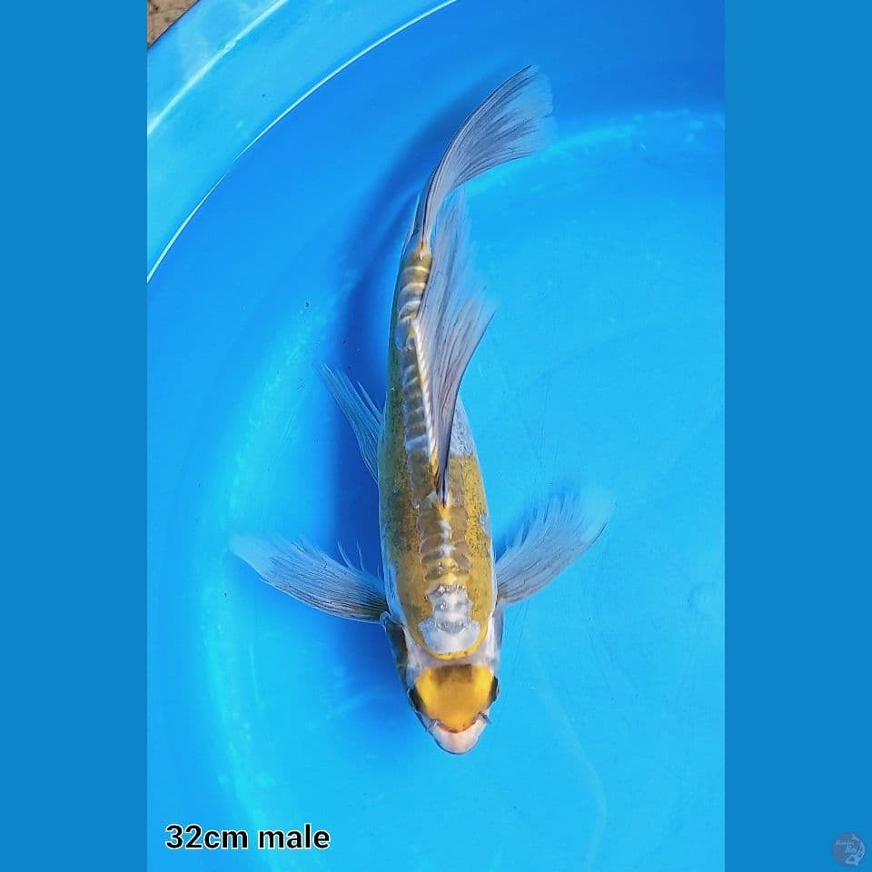 KUMPAI MARUTEN KI KIKOKURYU 32CM MALE