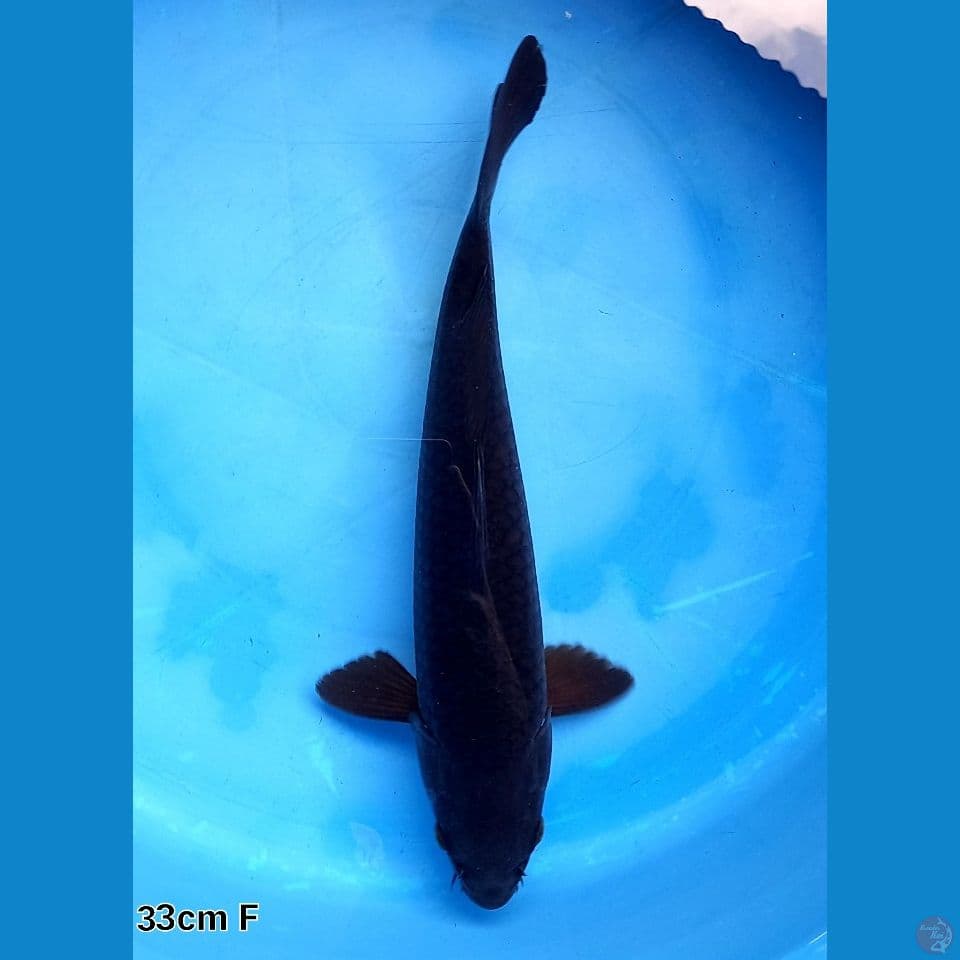 KARASHU 33CM