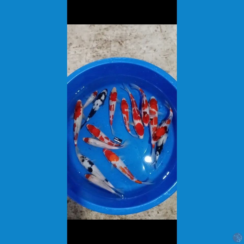 showa shiro 15ekor 18_28cm