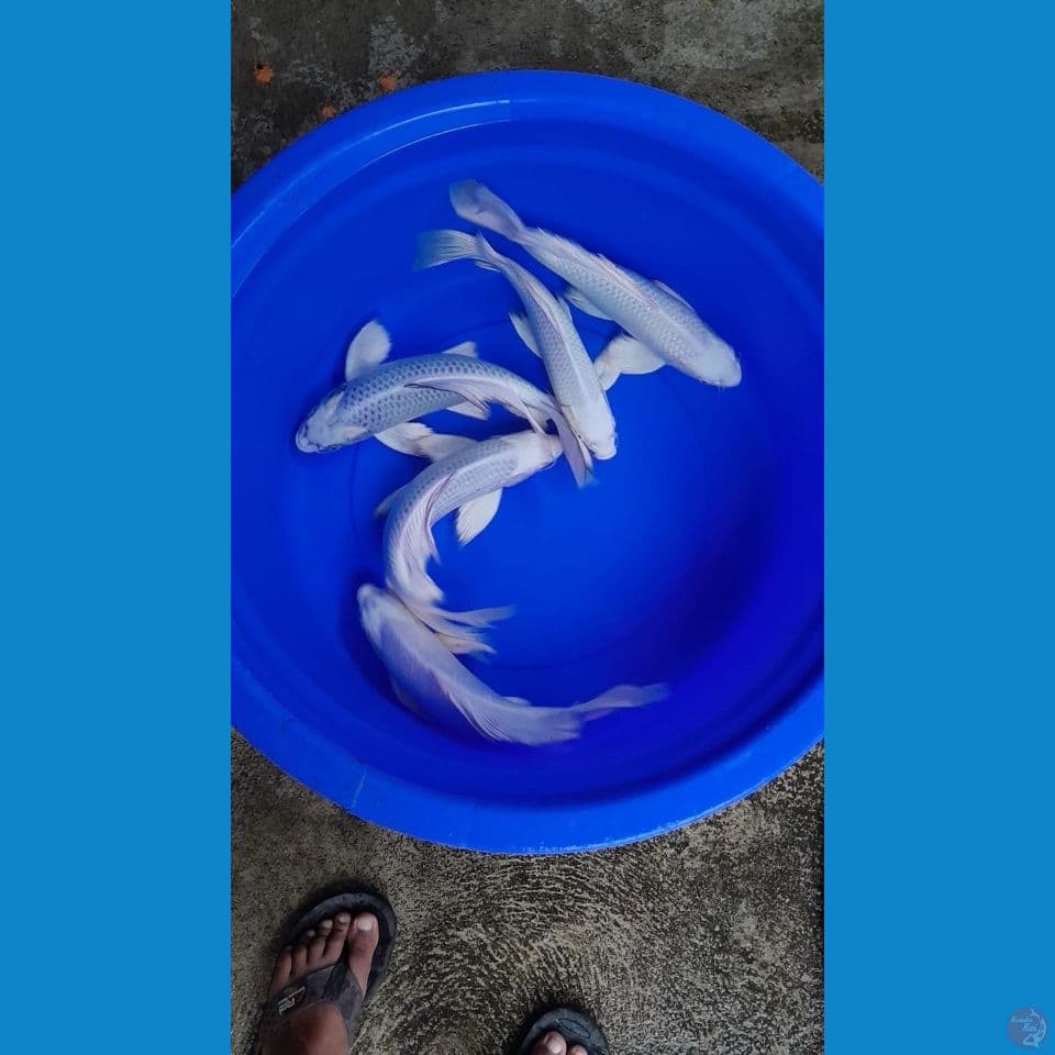 Kumpay 37 40cm 5 ekor