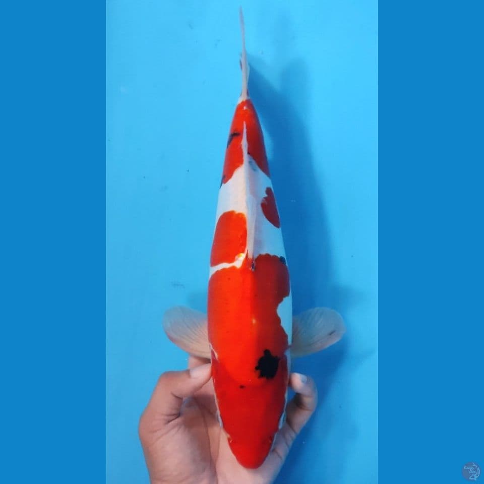SANKE 35CM - MALE
