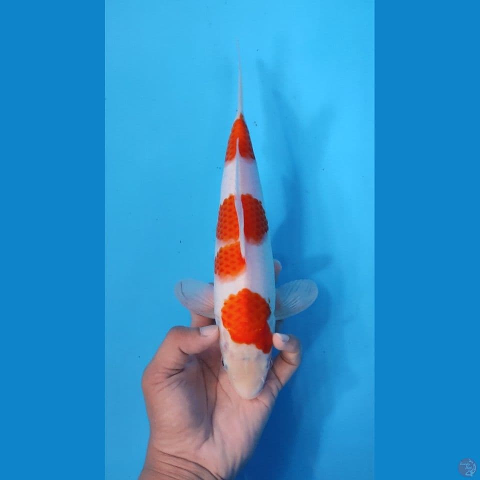 KOHAKU ORI 27CM - FEEMALE