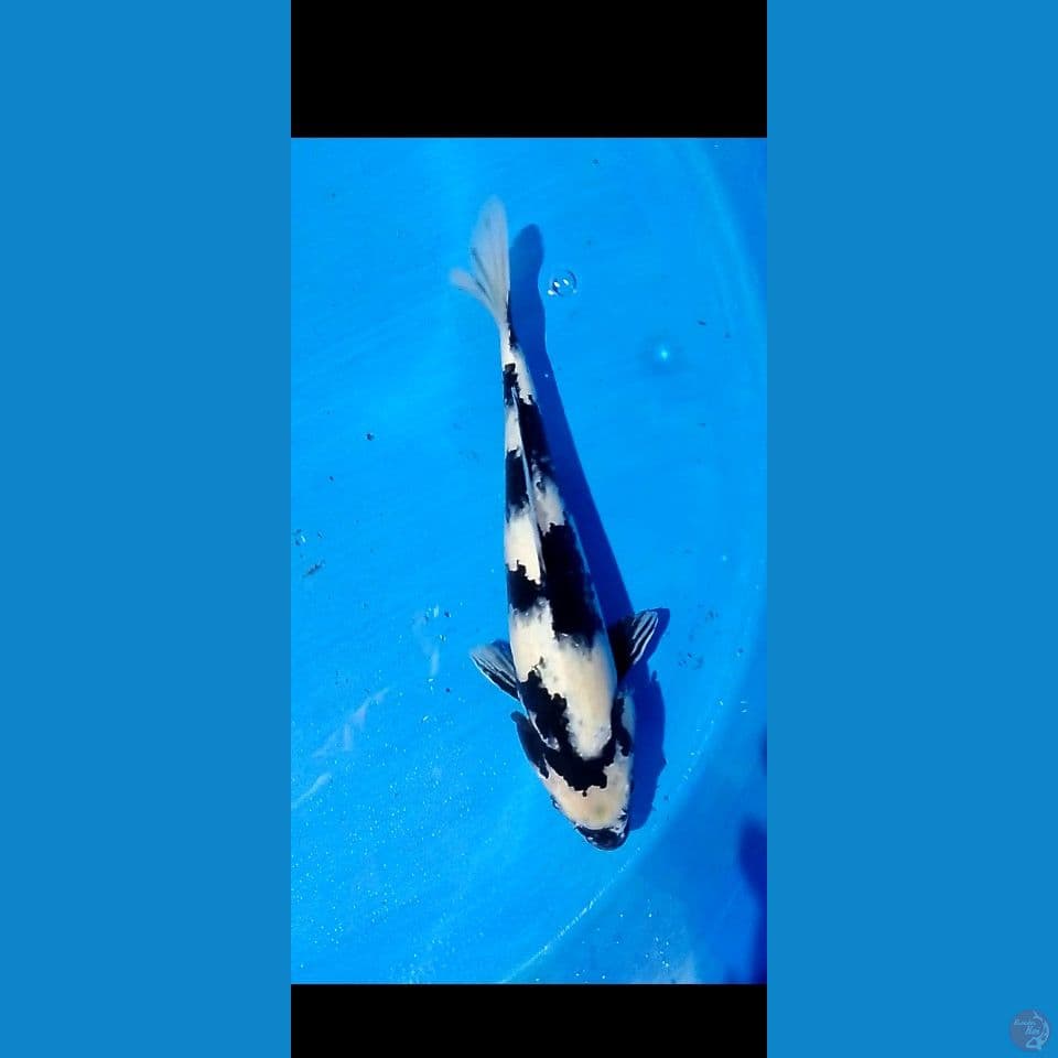 shiro 35 cm male