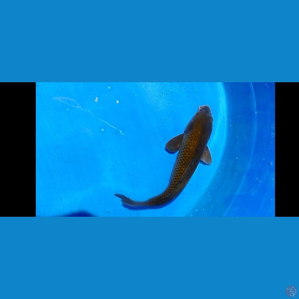 karasugoi 48 cm