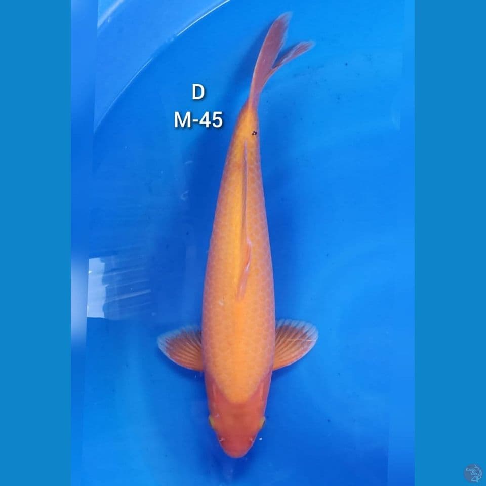 Red Karashi Khusnul Koi. 45 cm / male.