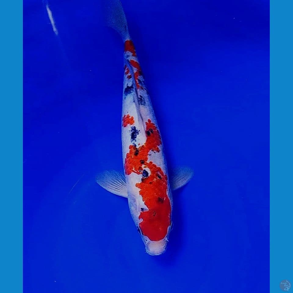 30 cm sanke