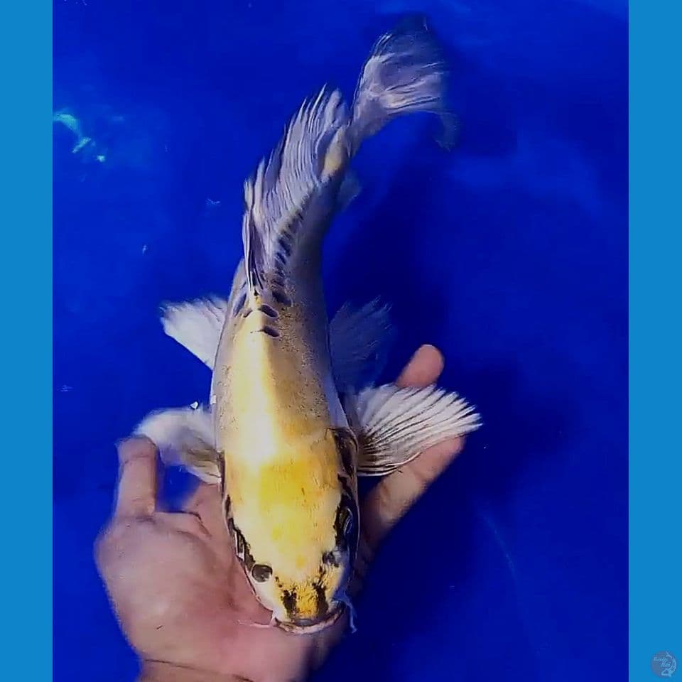 34 cm kumpay kiko