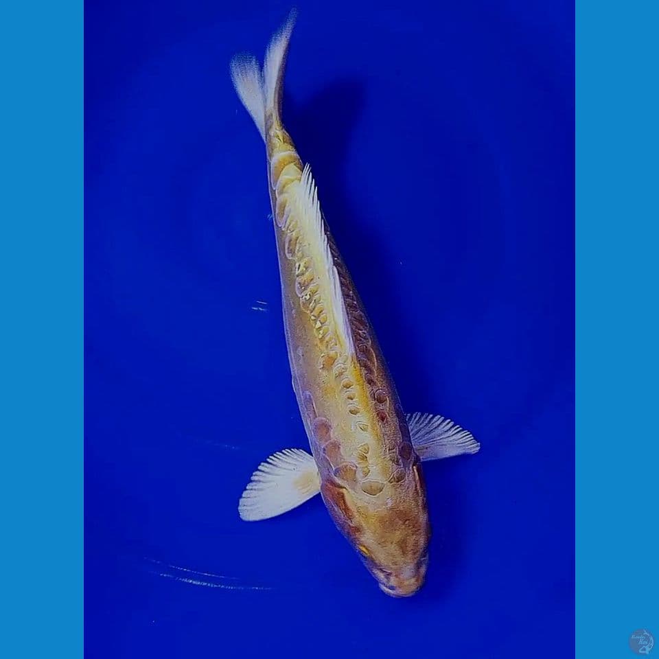 33cm gold aragoke ginrin