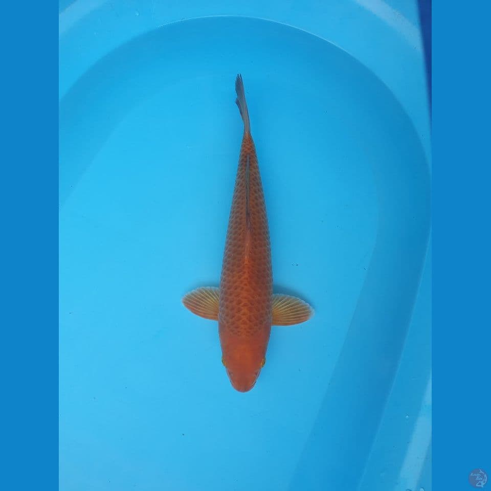 caramel 34cm