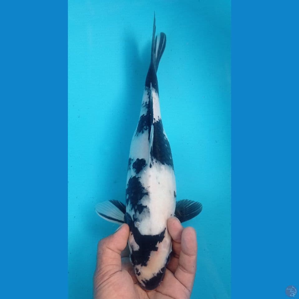 SIRO 35