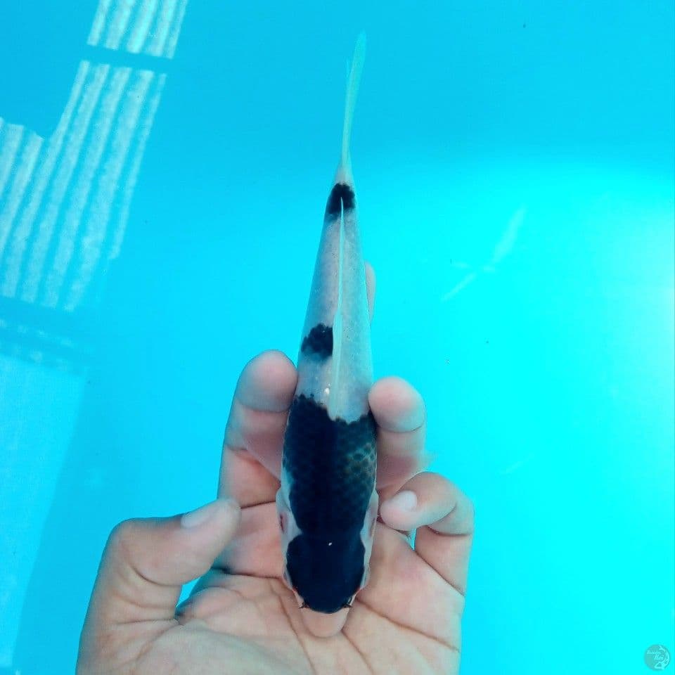 GOROMO 20CM