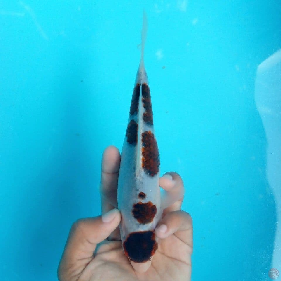 MARUTEN GOROMO 20BU