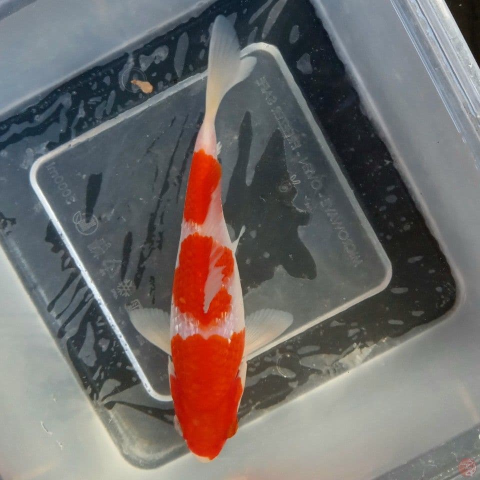 KOHAKU GINRIN STEP 3 ORI 15CM