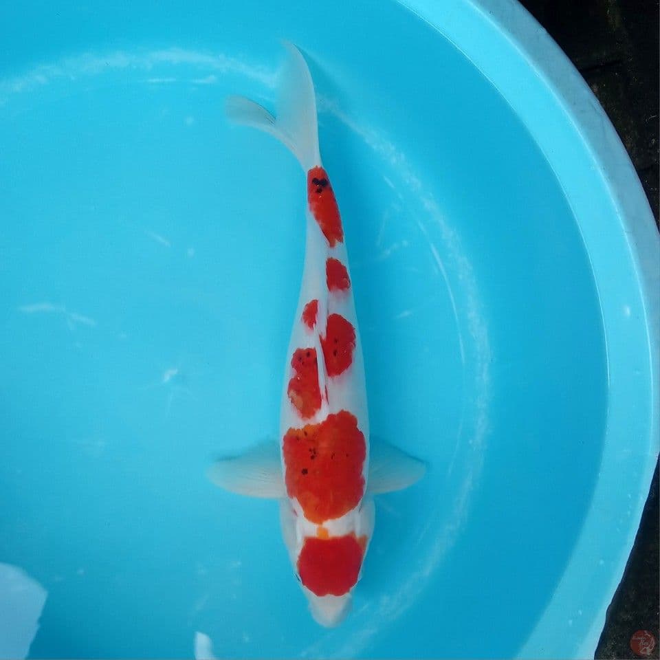 AI GOROMO MALE 42CM