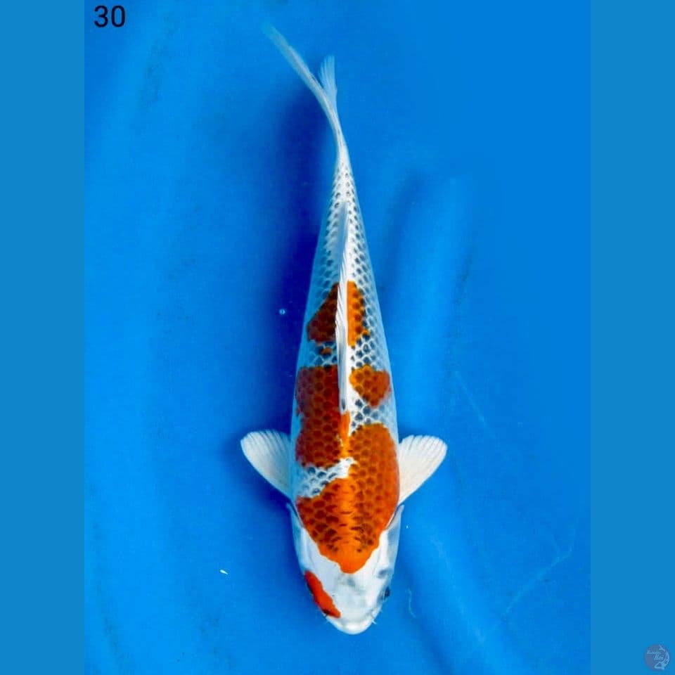 30cm - Kujaku