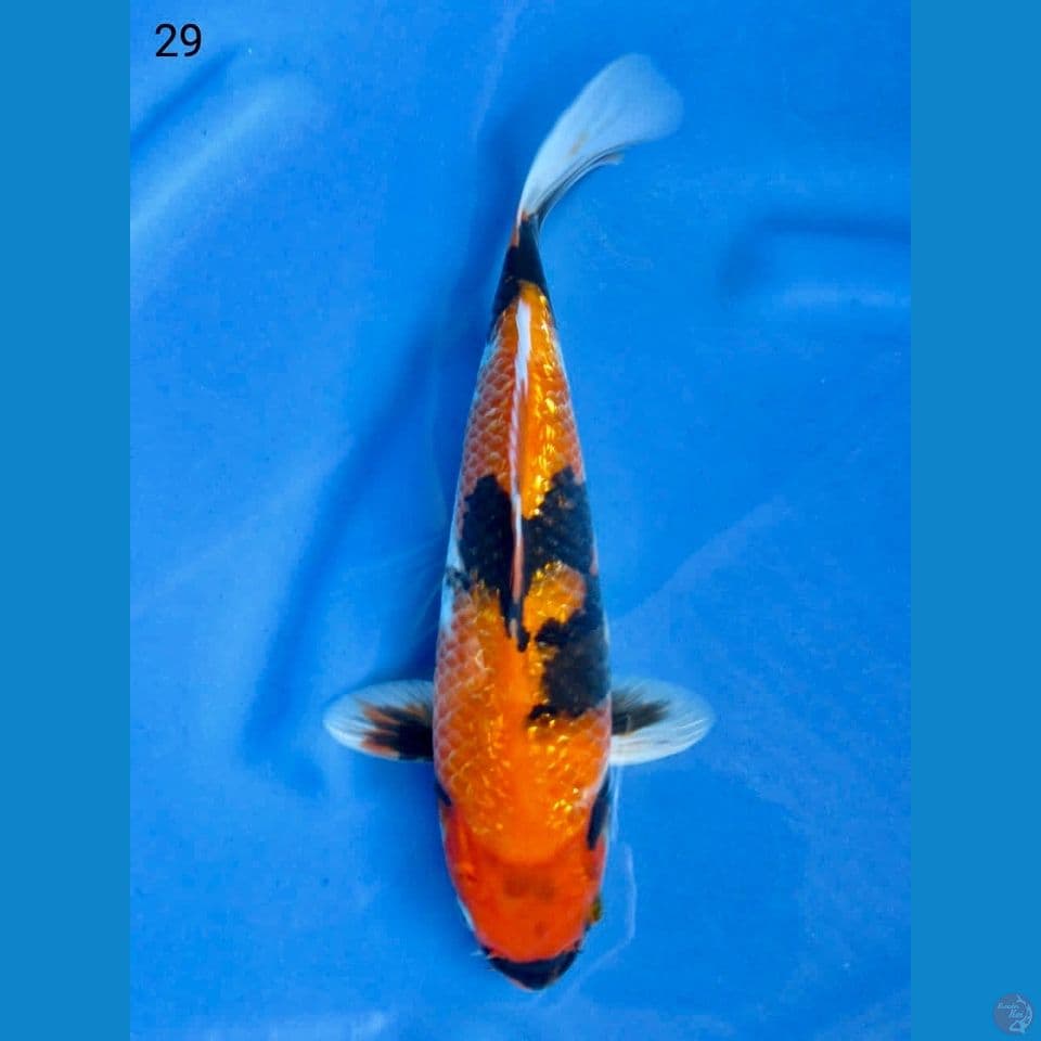 29cm - Showa Ginrin