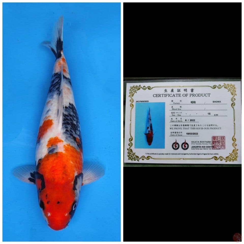 Ogata Showa