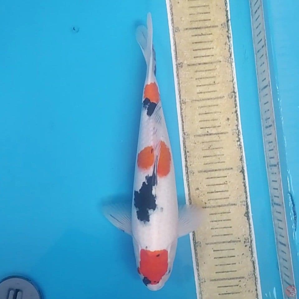 Maruten Sanke ~36 M