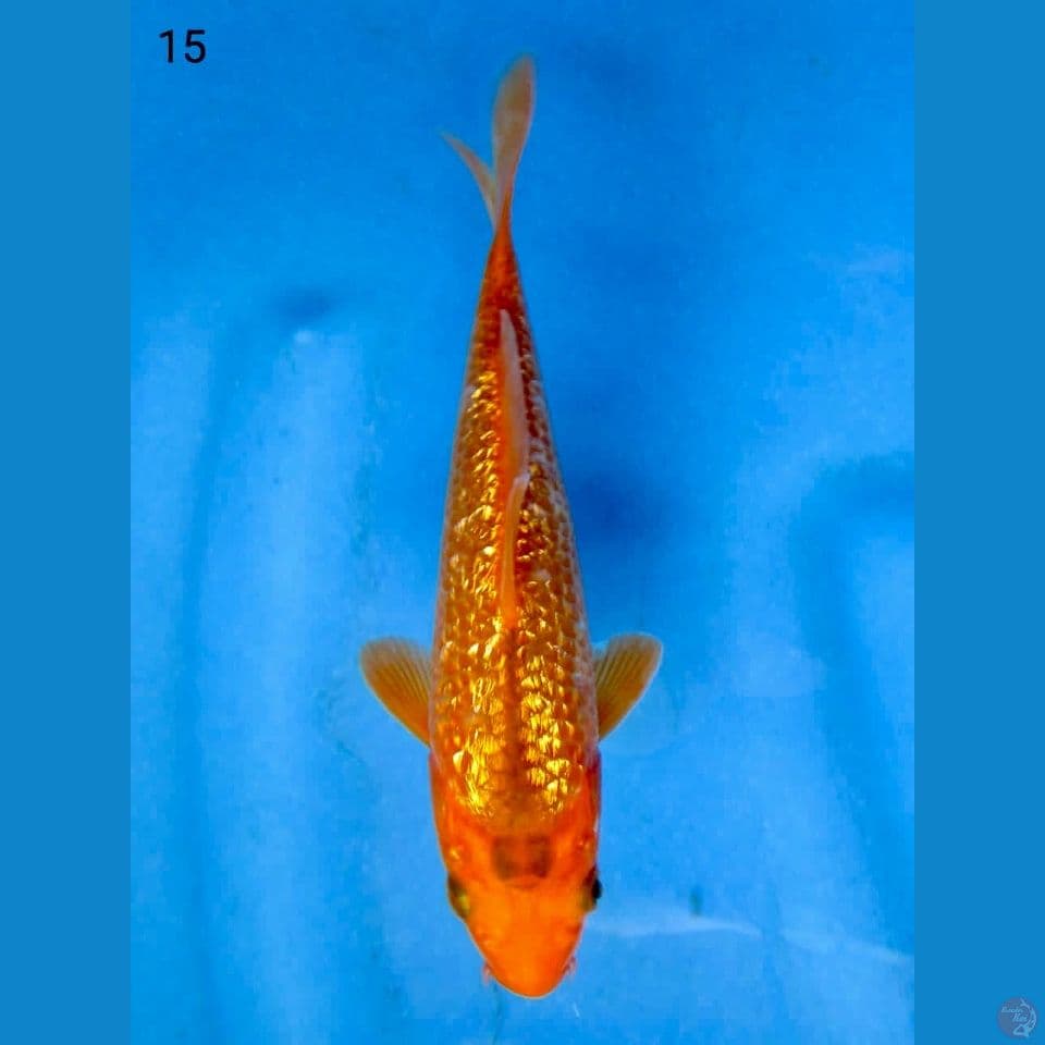 15cm - Matsuba Ginrin