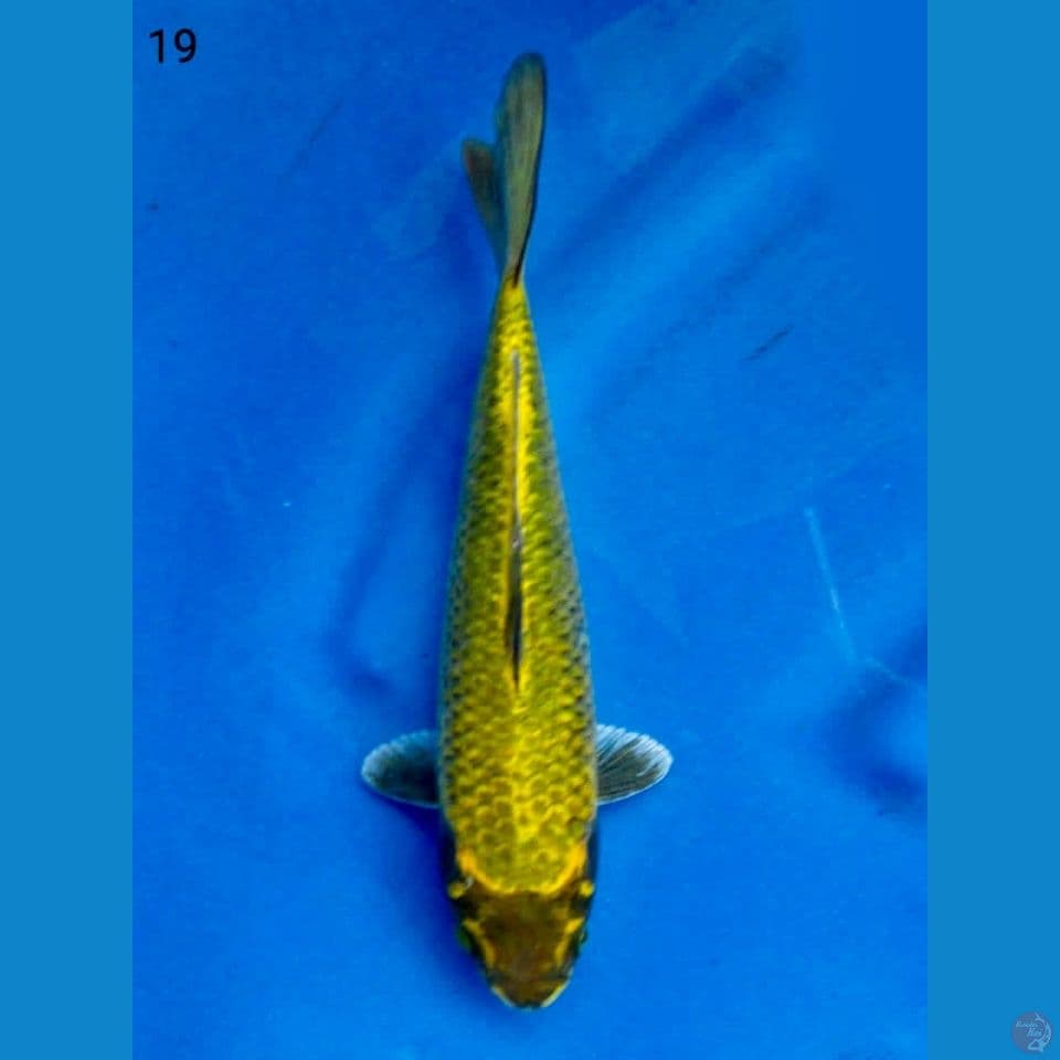 19cm - Mukasi