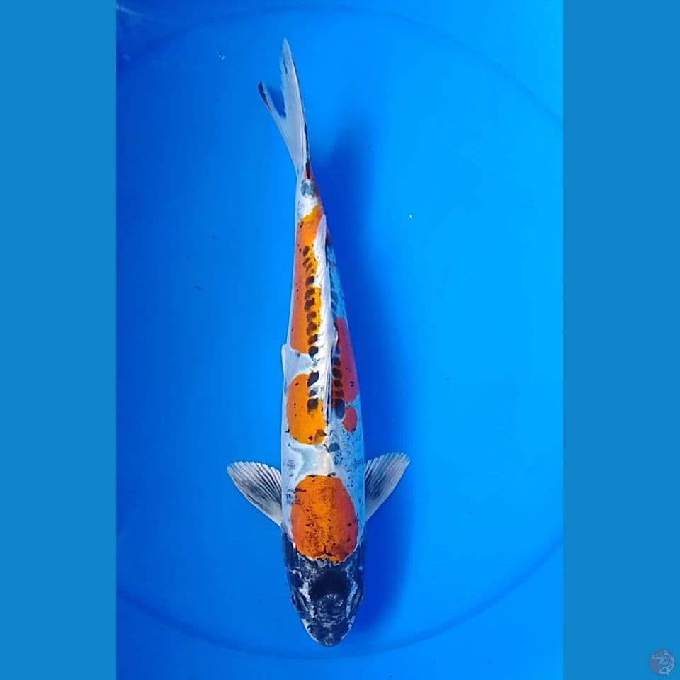 kiko kuryu size : 34cm