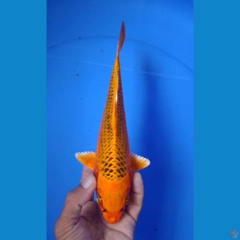 ki matshuba size : 23cm
