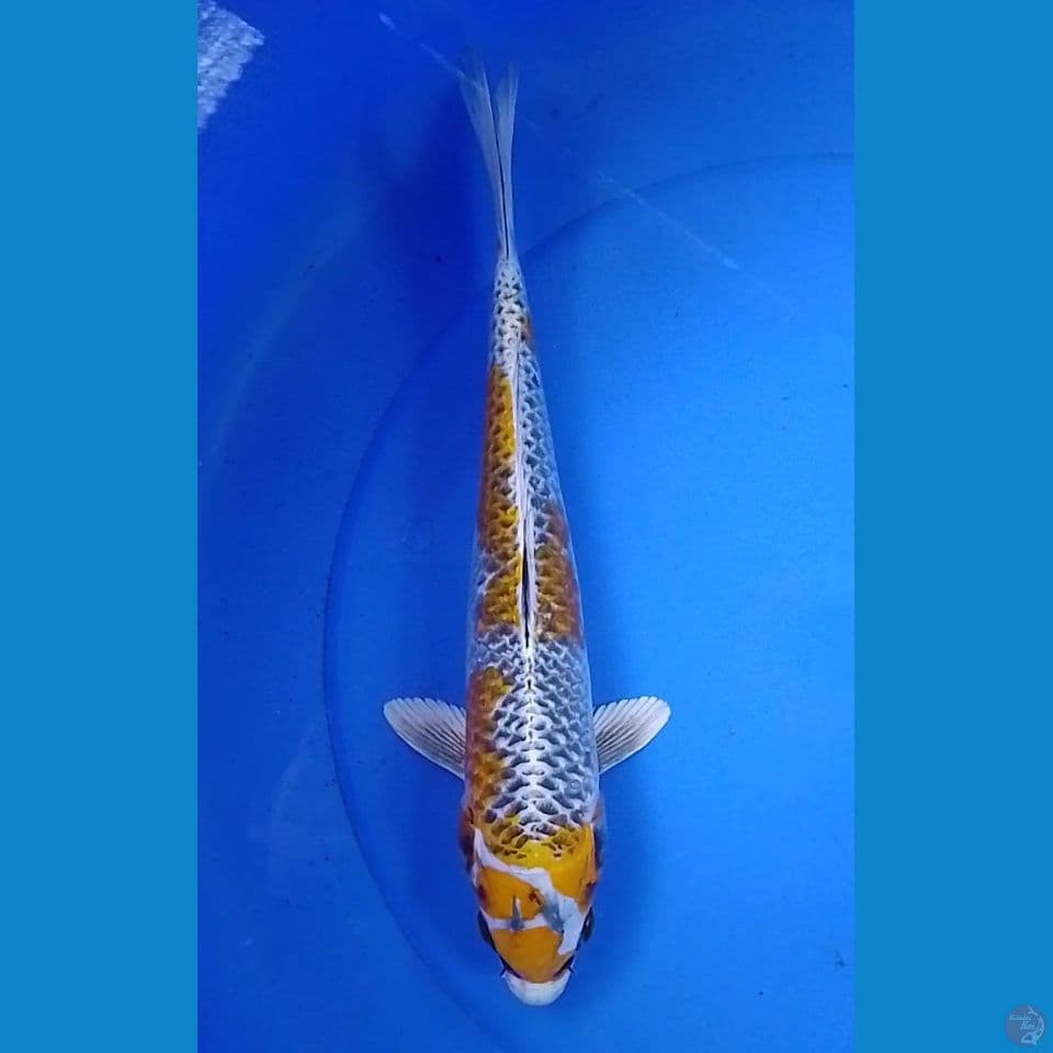 kujaku kirin suze : 34cm