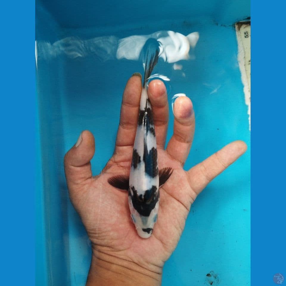 shiro sq 18cm