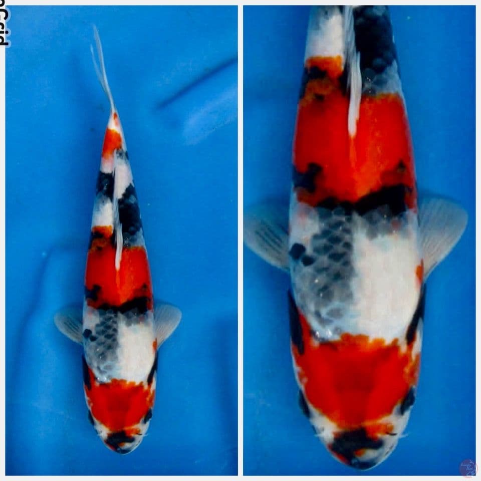 Showa tategoi f1 sakai 29cm male