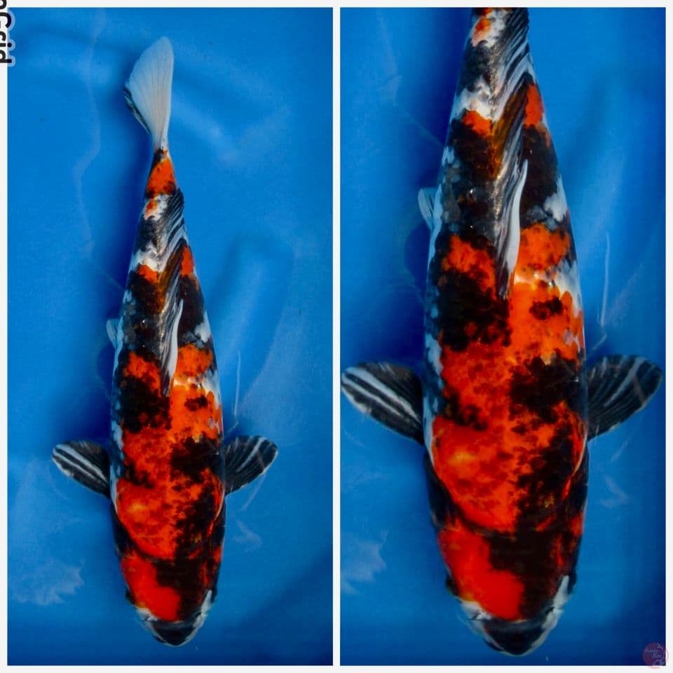 Kg showa sakai 35cm male
