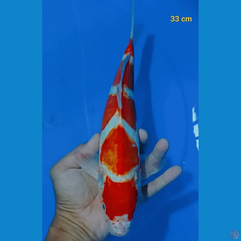 kohaku doitsu 33cm fm