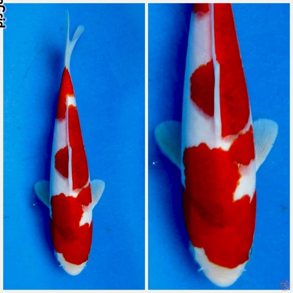 Aigoromo f1 24cm male