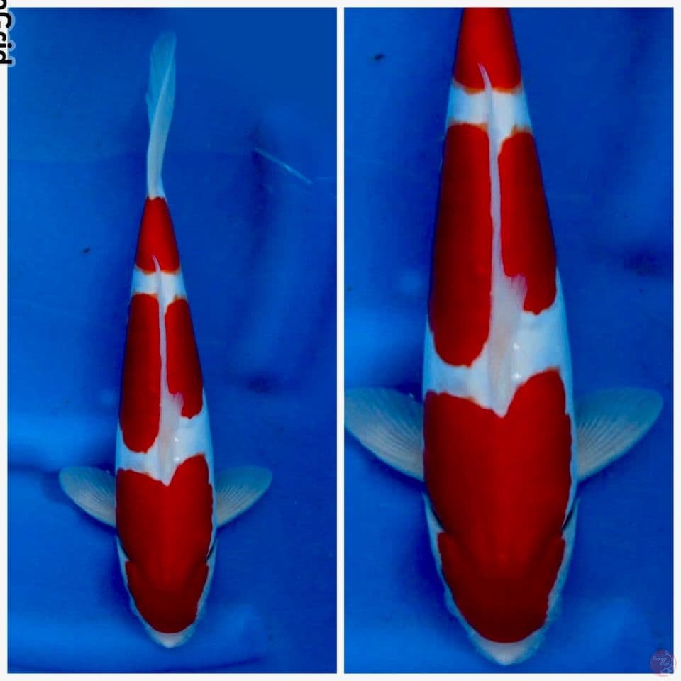 Kohaku doitsu murni 35cm male