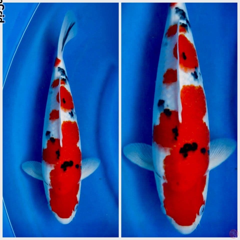 Sanke F1 sakai 40cm male