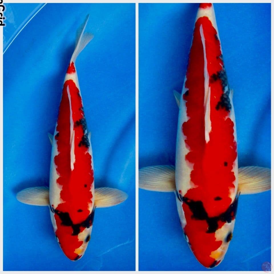 Showa tategoi 35cm male