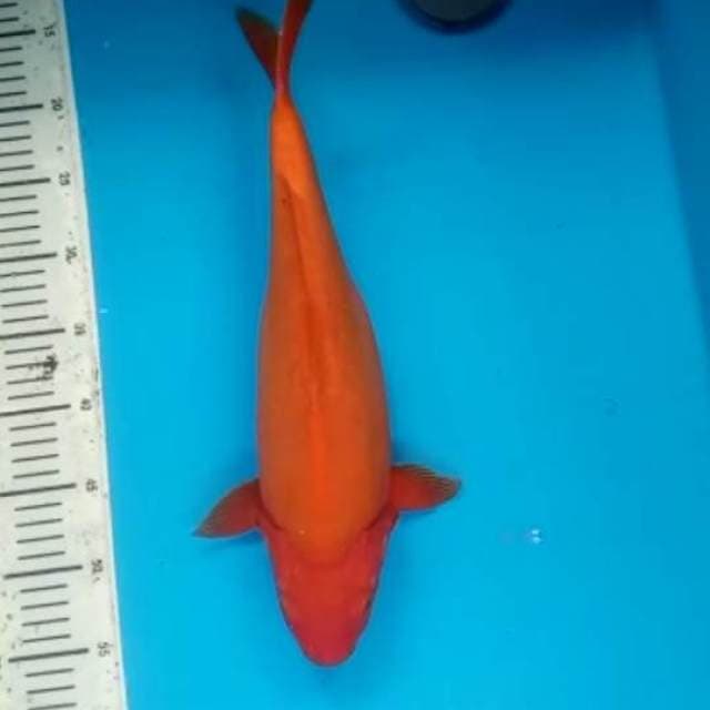 Benigoi ciamix 40cm