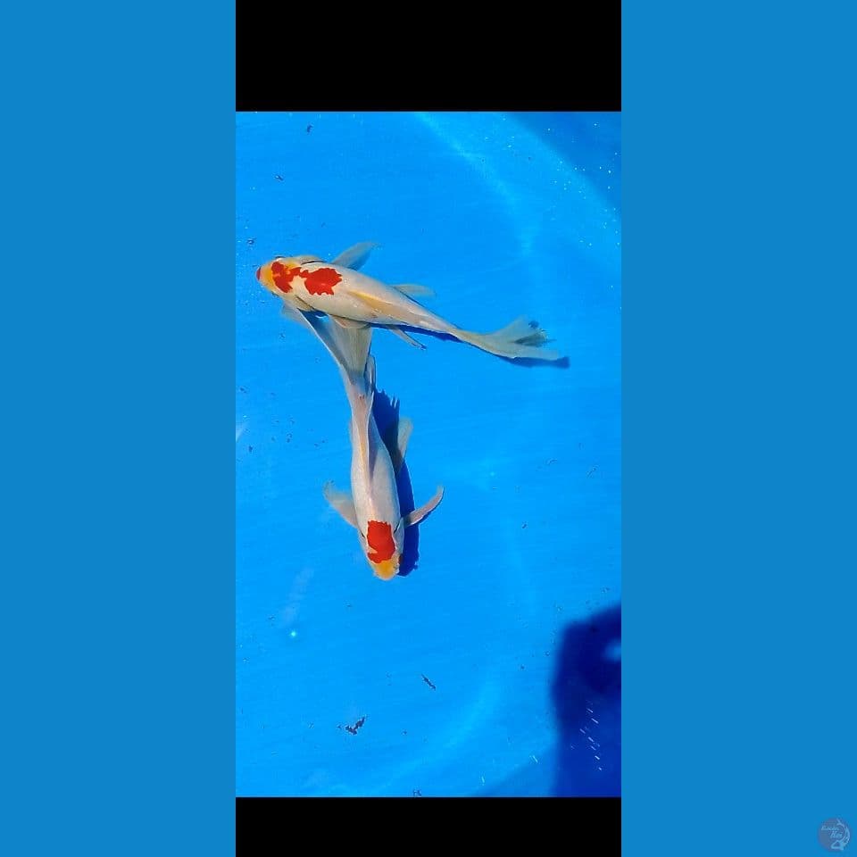 komet jumbo 30 cm male