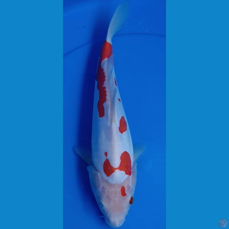 KOHAKU DOITSU sz 26cm