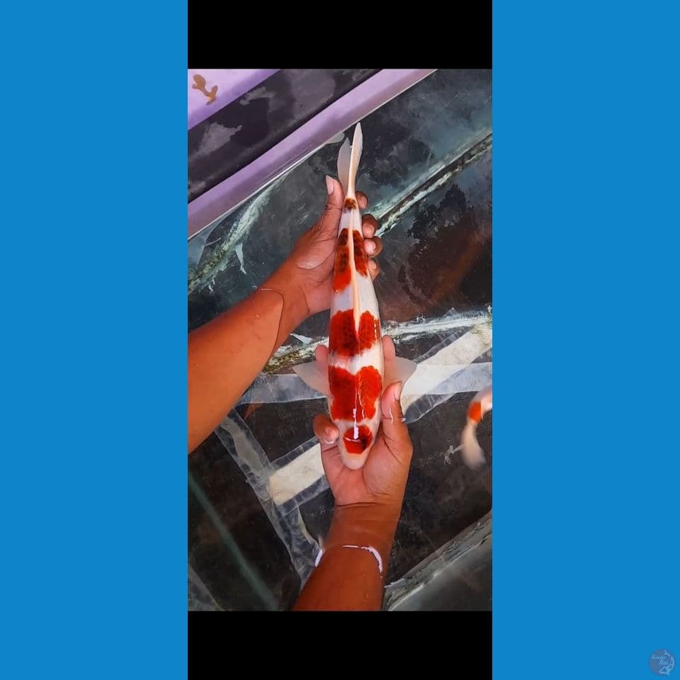 ai Goromo Male 33cm