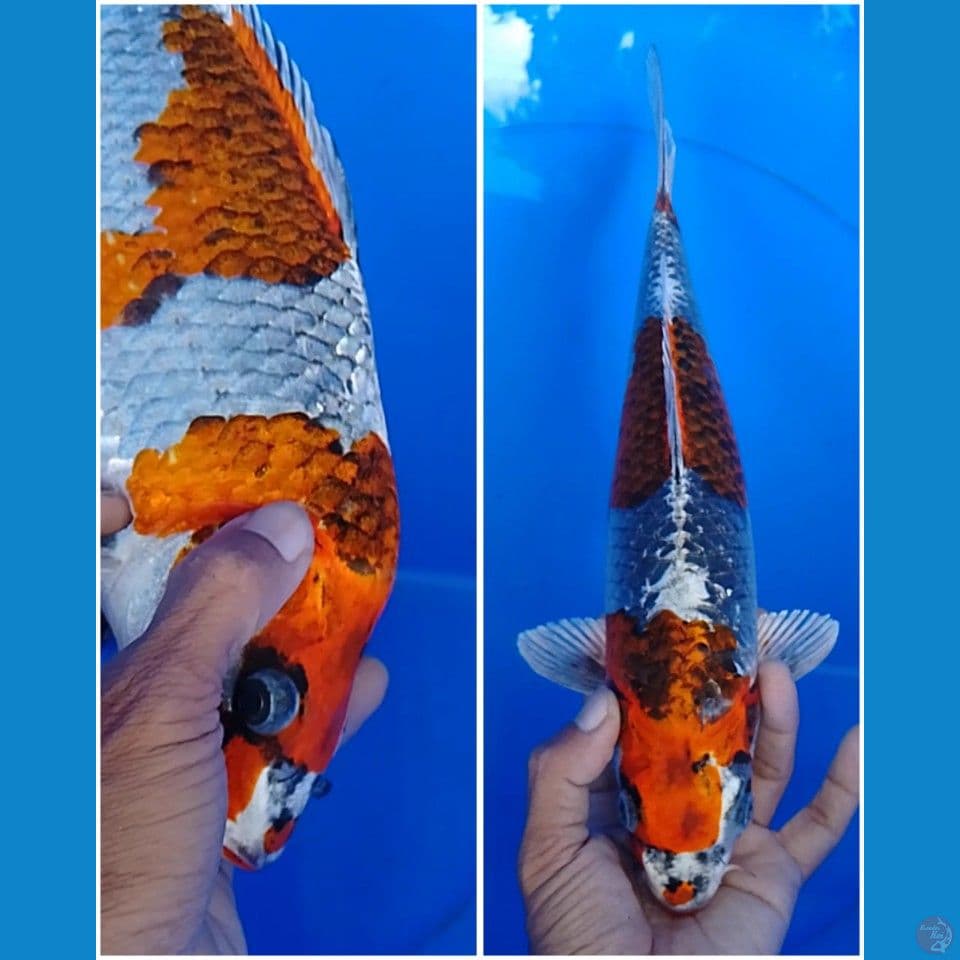 gingga suze :34 cm
