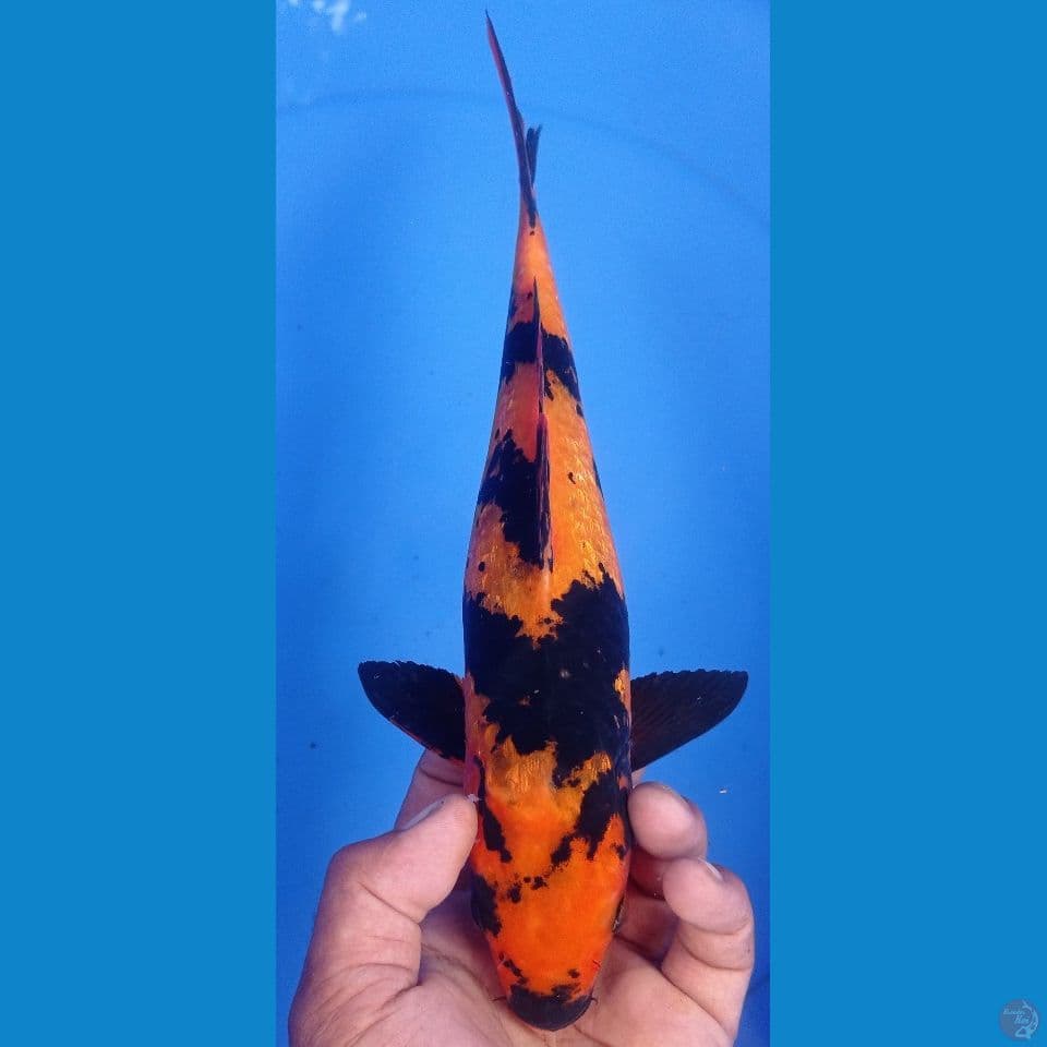utsuri 30cm