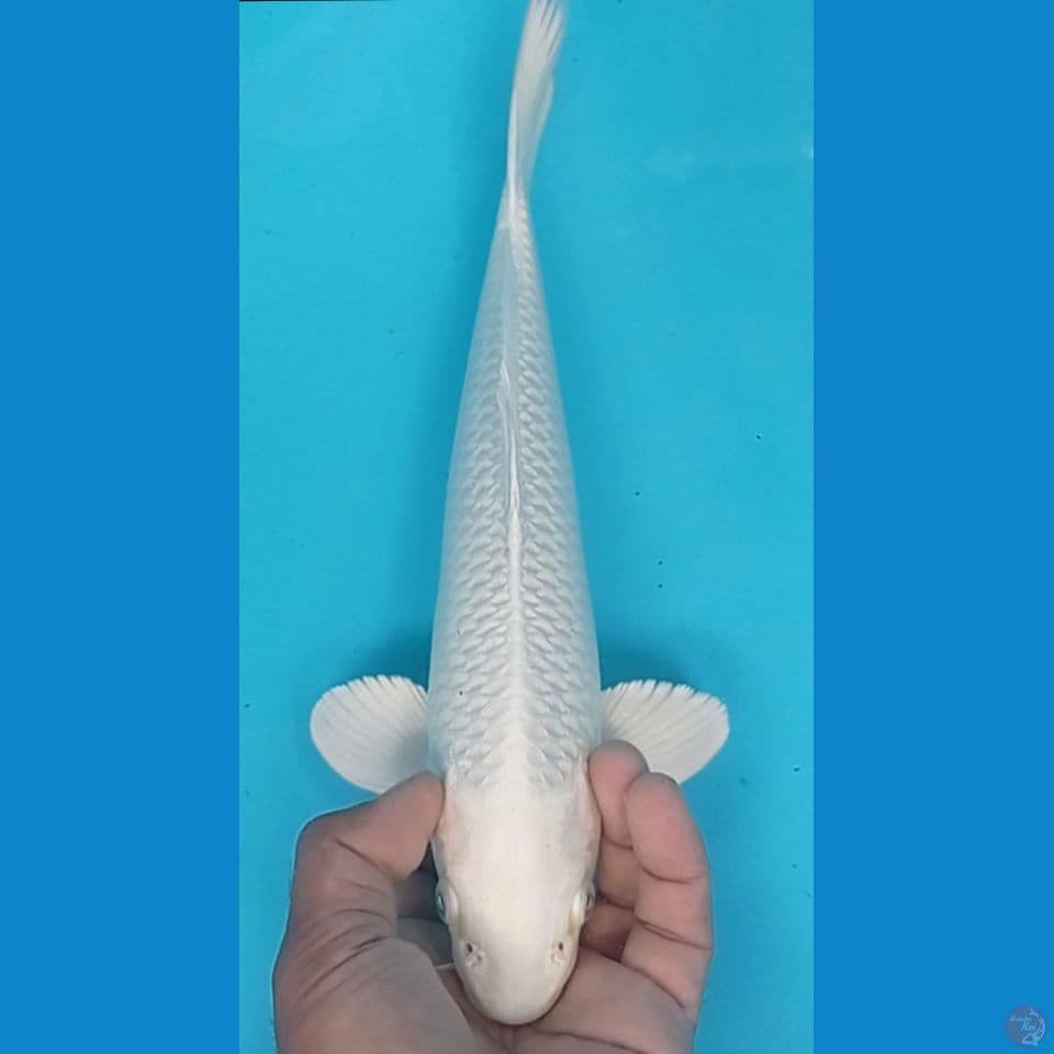 platinum 33cm