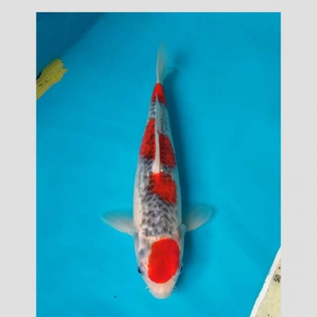 goshiki 35cm