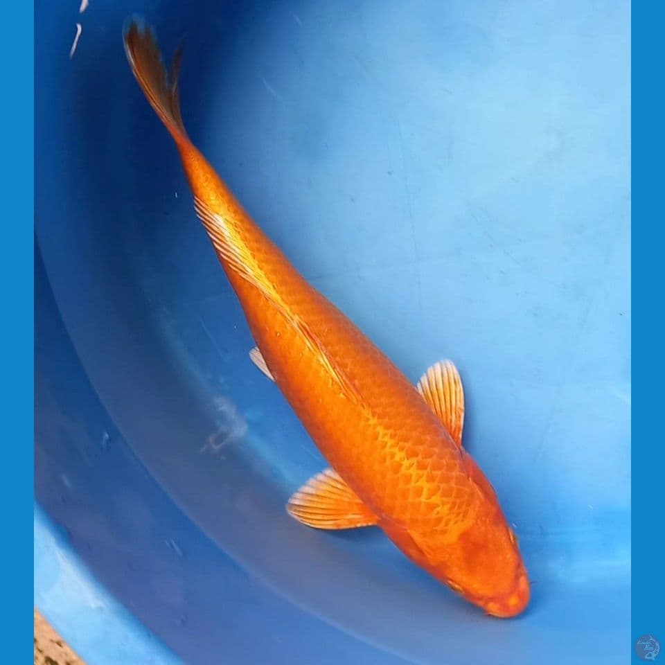 ORENJI 36CM