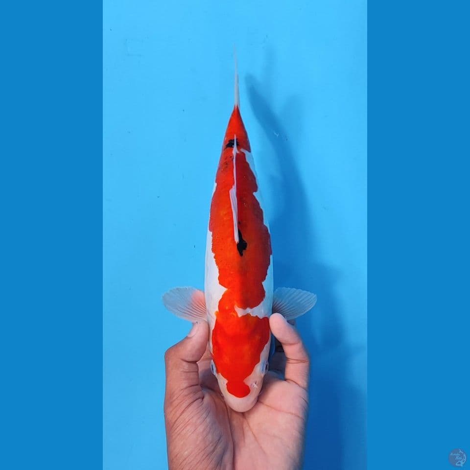 KOROMO SANKE 28CM - FEEMALE
