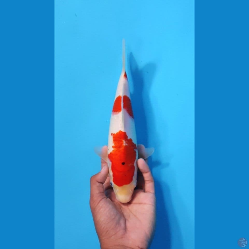 SANKE 28CM - FEEMALE