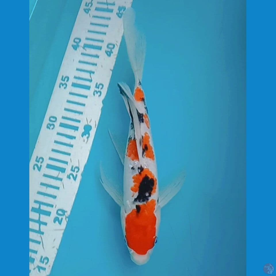 Sanke Kumpay 27 cm Male