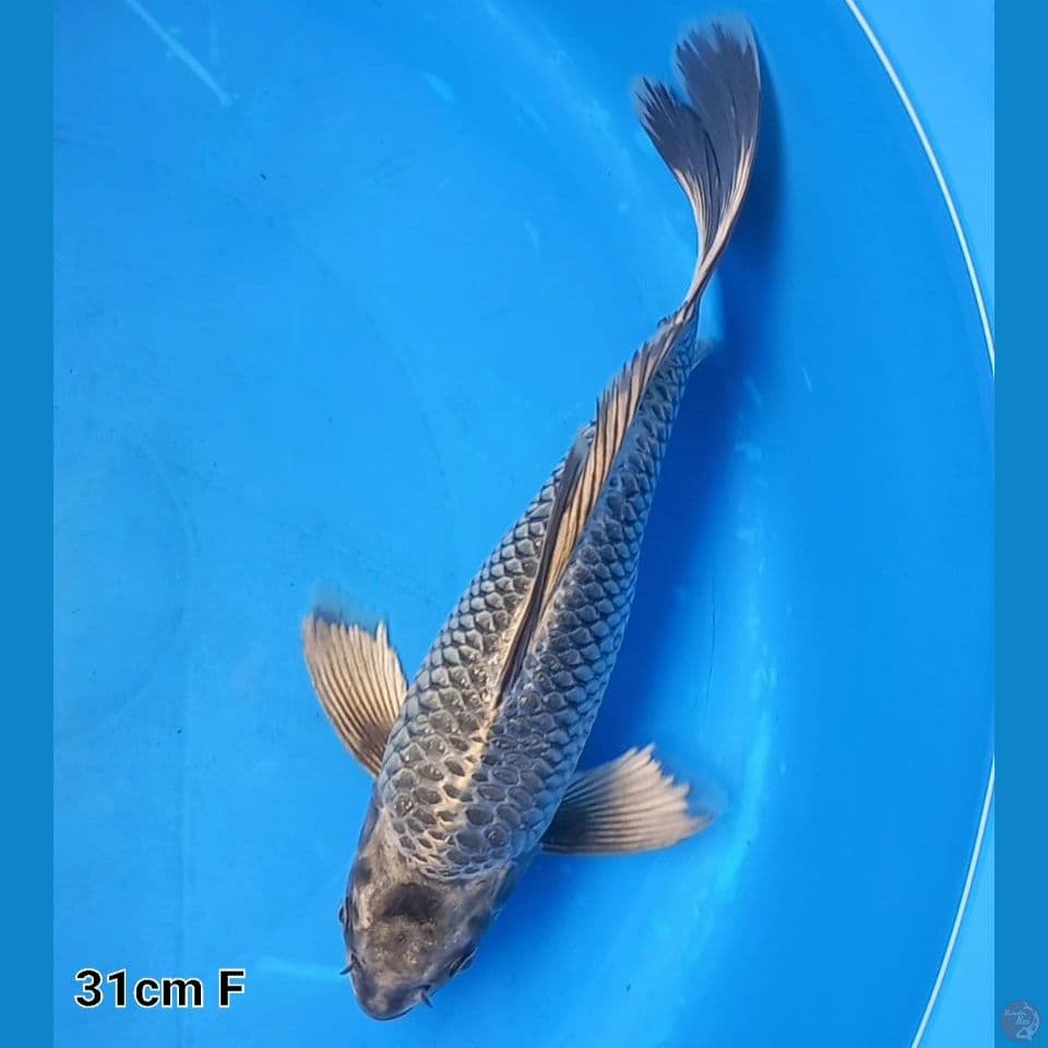 MUKASHI 31CM