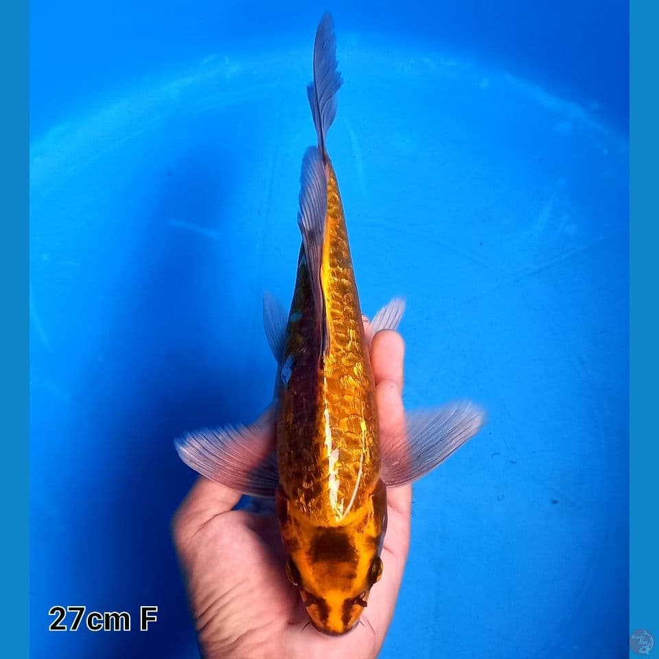 OREN ARAGOKE GINRIN 27CM