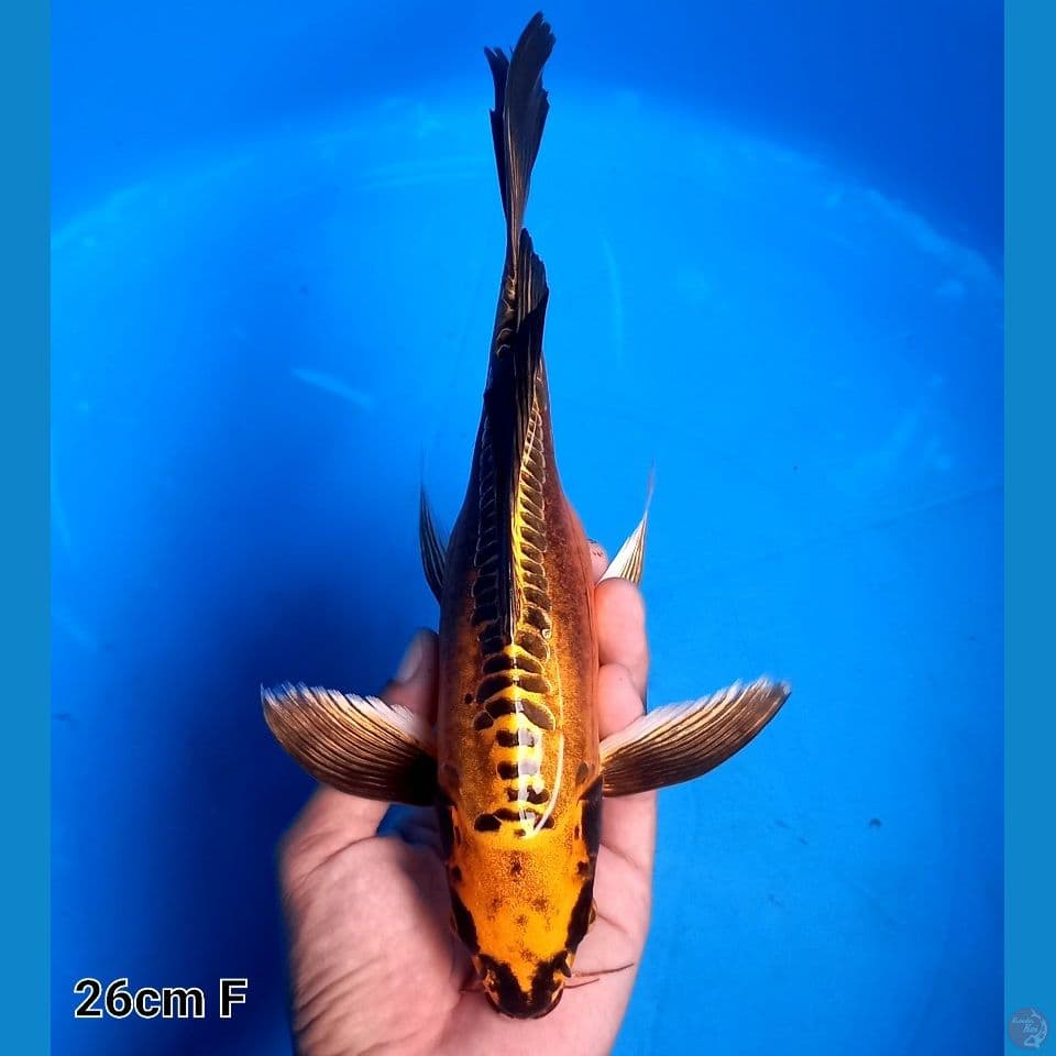 MUKASHI GOLD DOITSU 25CM